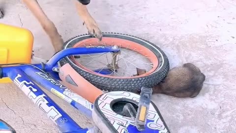 Life is ruff, but these puppy Vines make it better. Follow along for your daily dose of adorable! 🐶✨