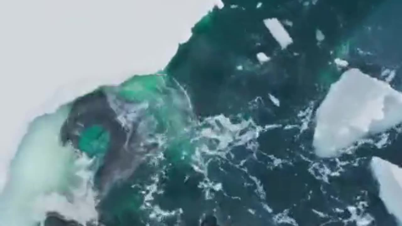 Arctic Predators Orcas Hunting Seal orca orcas killerwhale