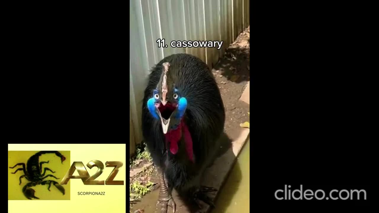 Scary bird sounds...#birds #bird #birdsounds #sound #sounds #scary