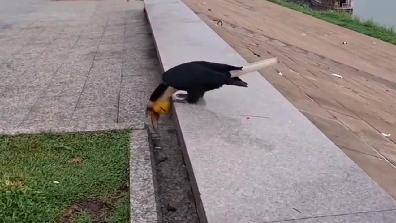 😂🍴 The Funniest Way to Get Fed! | FunFM