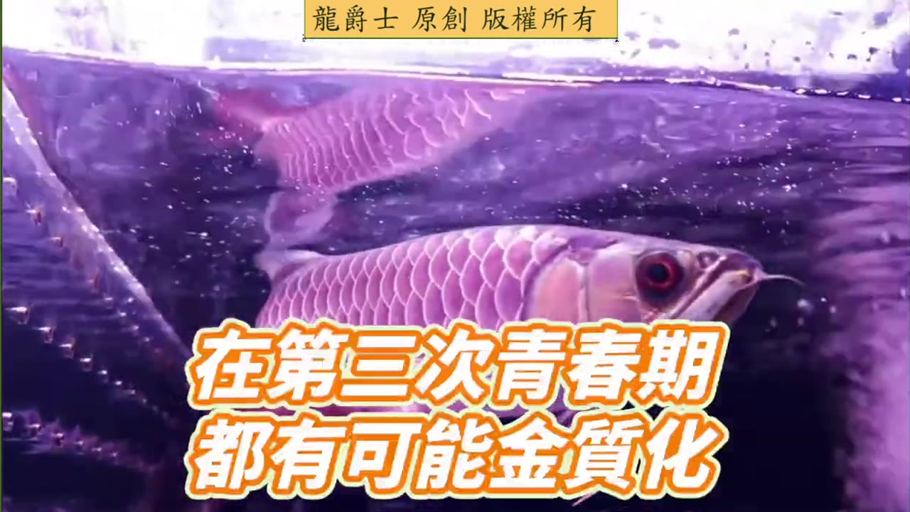 【龍爵士】千問千答 Q242 極上藍底長大如果金質化了是不是就來不及了