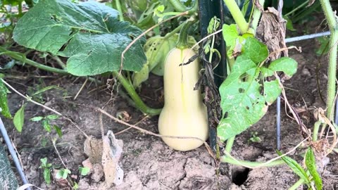 Butternut Squash