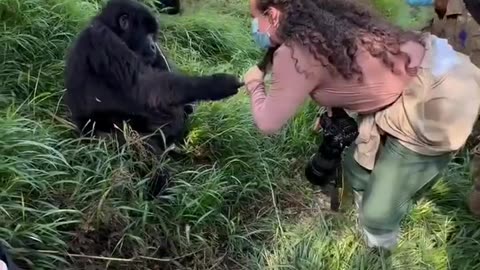 🤣🦍 Even Gorillas Suffer Human Problems?! Watch This! | FunFM