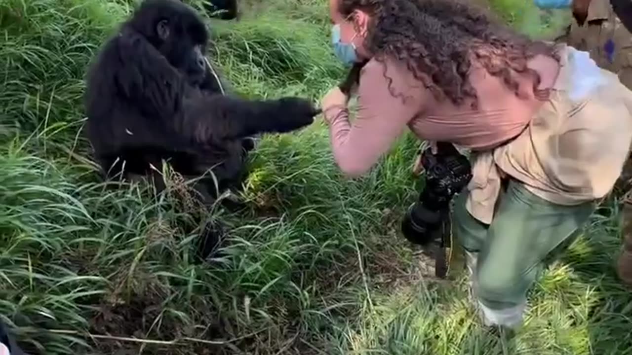 🤣🦍 Even Gorillas Suffer Human Problems?! Watch This! | FunFM