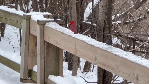 Park residents at the Toronto park in January