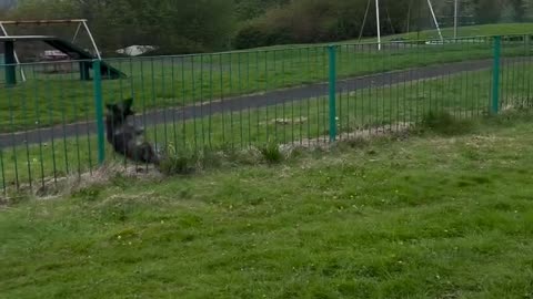 10/10 effort . 0/10 for execution. #fyp #pup #dog #dutchshepherd #fail #jump #explore