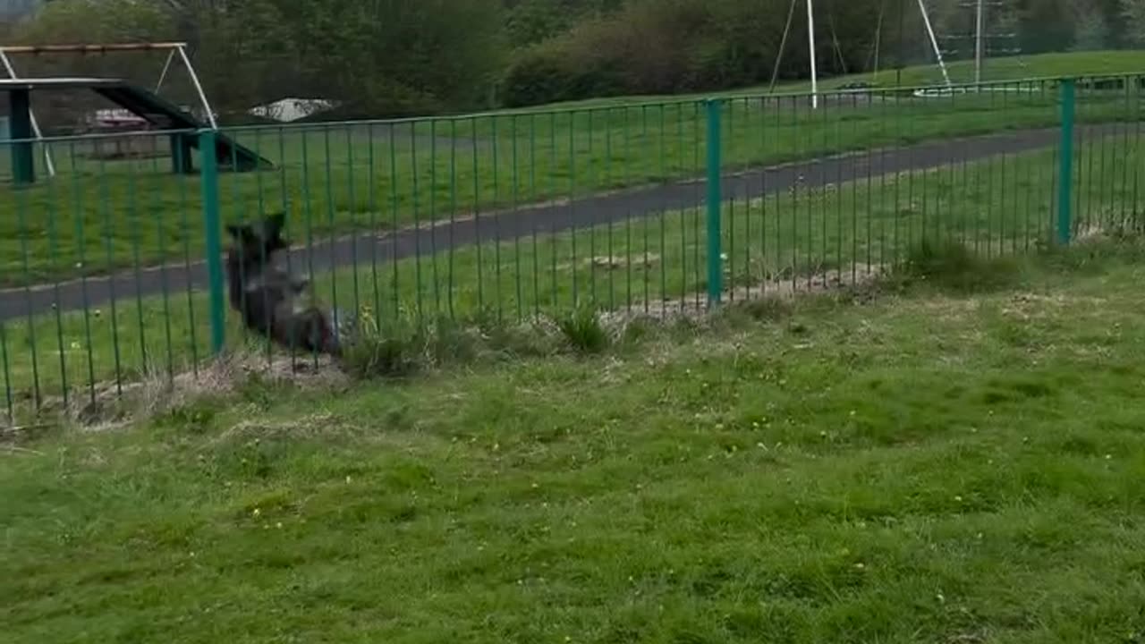 10/10 effort . 0/10 for execution. #fyp #pup #dog #dutchshepherd #fail #jump #explore