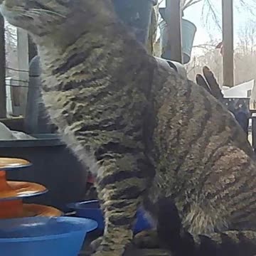 EA S152 - Food! Glorious Food