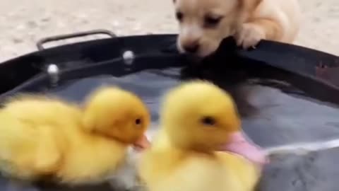 How Did These Cute Friends Become Family?