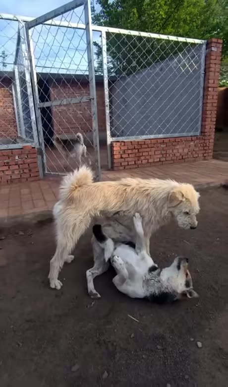 𝑻𝒉𝒆 𝑲𝒊𝒏𝒈 𝑪𝒐𝒎𝒆𝒔