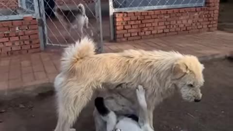 𝑻𝒉𝒆 𝑲𝒊𝒏𝒈 𝑪𝒐𝒎𝒆𝒔