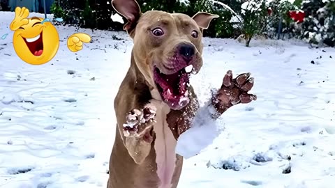Ultimate Funny Cat & Dog Video Compilation! 😹🐶 Guaranteed Laughs You Won’t Regret Watching