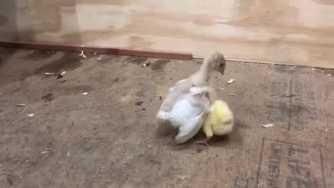 Baby Turkey Chicks