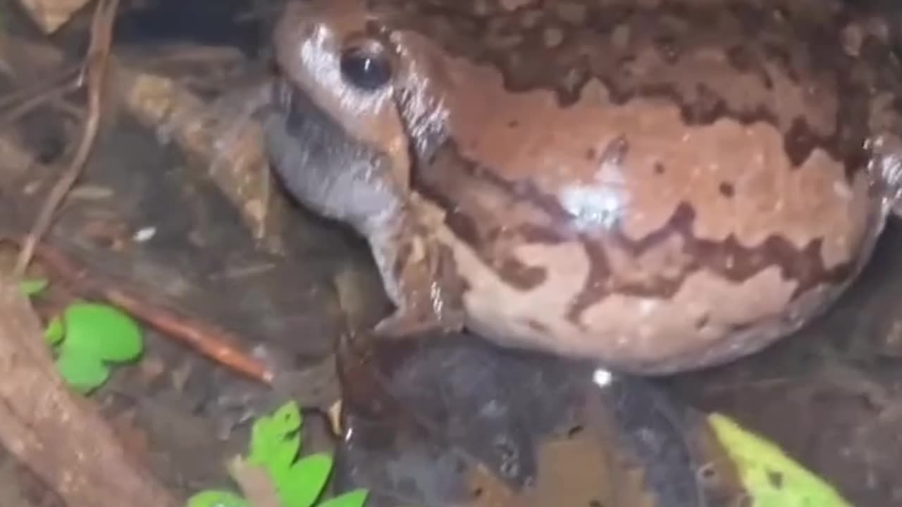 "Weird Frog Calls You’ve Never Heard Before!" 🐸🎶😲#shorts