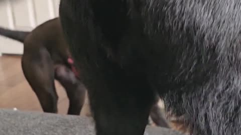 😂🐶 The Hilarious Face On My Dog’s Newest Toy! | FunFM