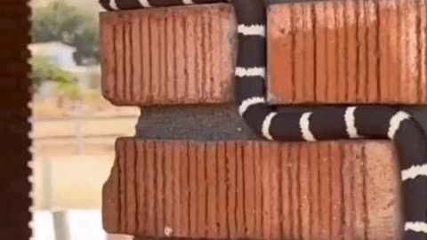 🤣 WATCH THIS SNAKE'S HILARIOUS MOVES! | FunFM