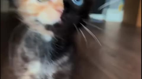 Two-Faced Kitten – The Rare Chimera Cat