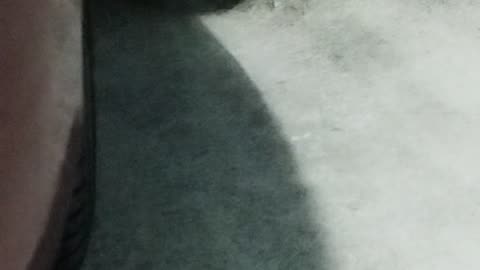 Cat cat