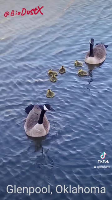 Goose, Gander and Gooslings in Glenpool Oklahoma