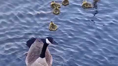 Goose, Gander and Gooslings in Glenpool Oklahoma