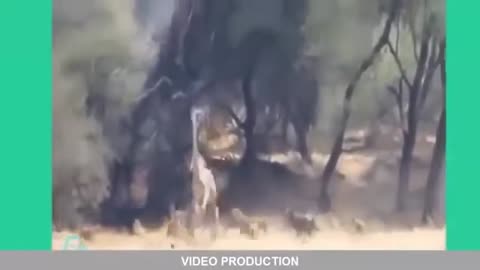 Fighting each other in Animals