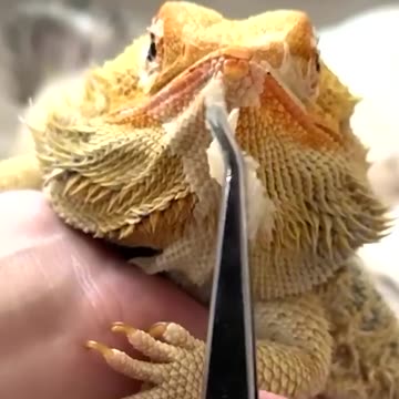 This Shedding Sound is More Relaxing Than You Think #asmr #shedding #lizard