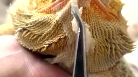 This Shedding Sound is More Relaxing Than You Think #asmr #shedding #lizard