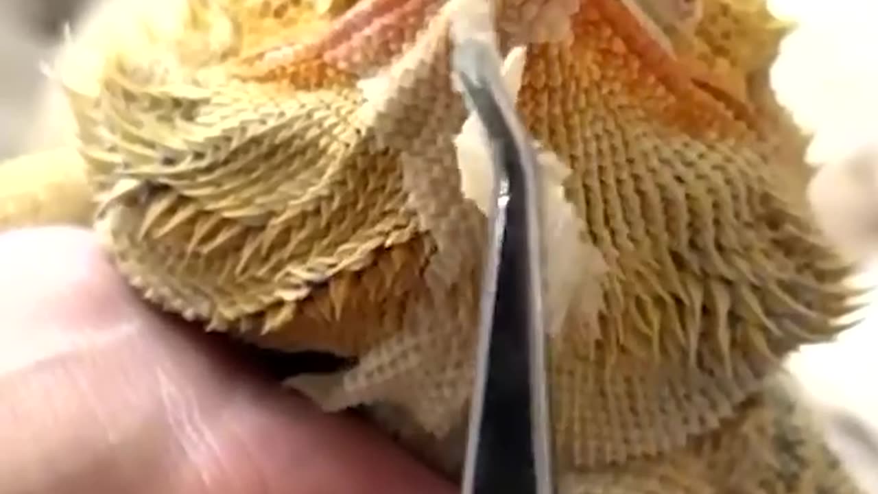 This Shedding Sound is More Relaxing Than You Think #asmr #shedding #lizard