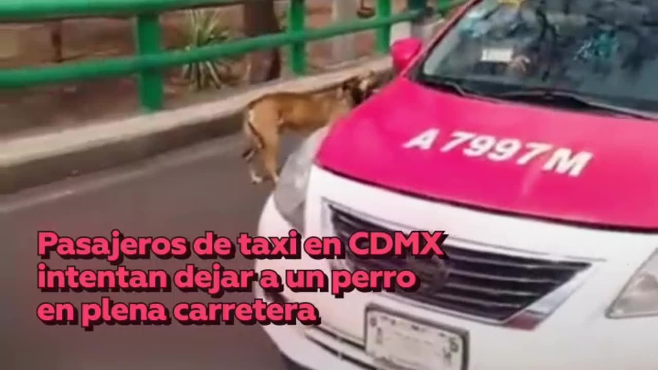 Mujer enfrenta a pasajeros de taxi por abandonar a un perro en plena calle de Ciudad de México