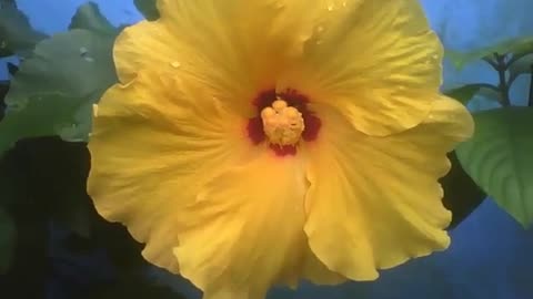 Beautiful yellow hibiscus flower, red detail in the center, with raindrops [Nature & Animals]