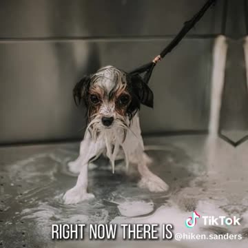 Caught on camera Dog mishandled by PetSmart Groomer