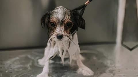 Caught on camera Dog mishandled by PetSmart Groomer