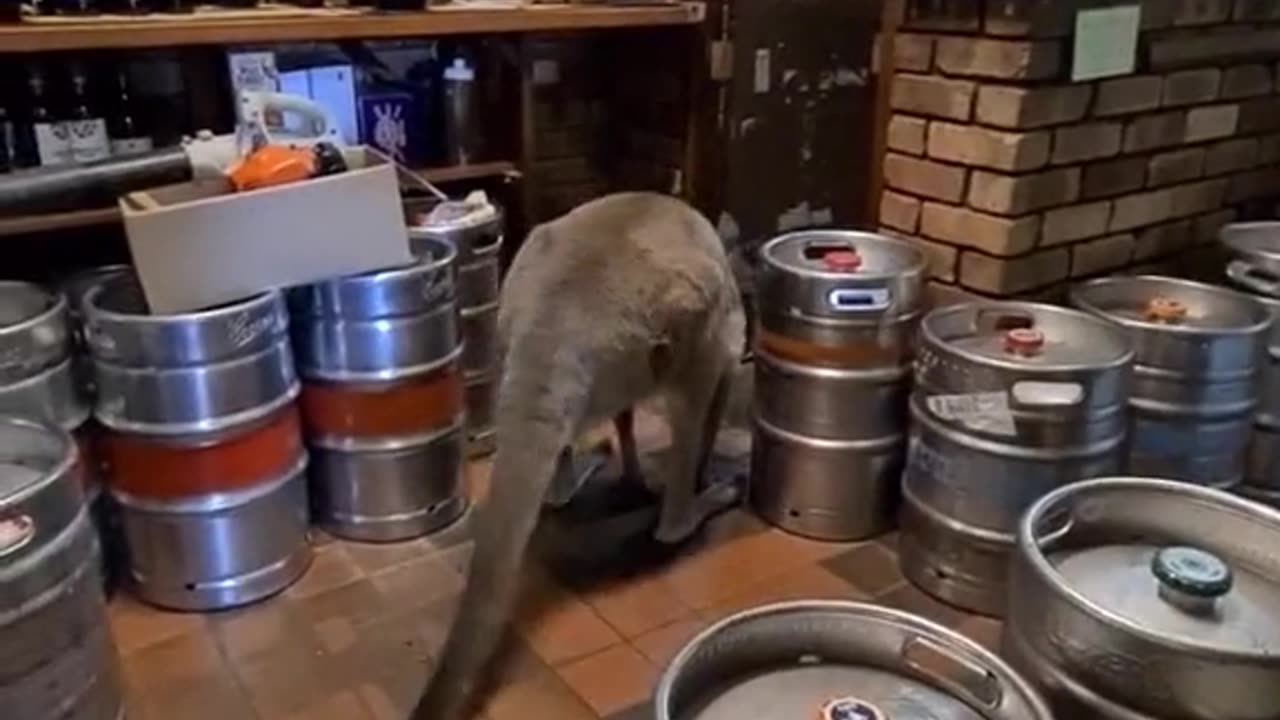 Kangaroo diaries only in Australia 🇦🇺