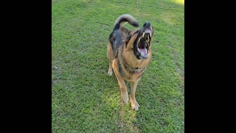 Virgil the sable german shepherd.