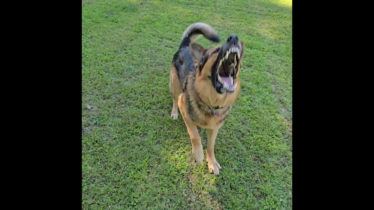 Virgil the sable german shepherd.