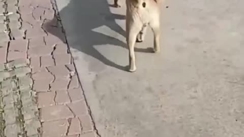 This Puppy Face Love problems