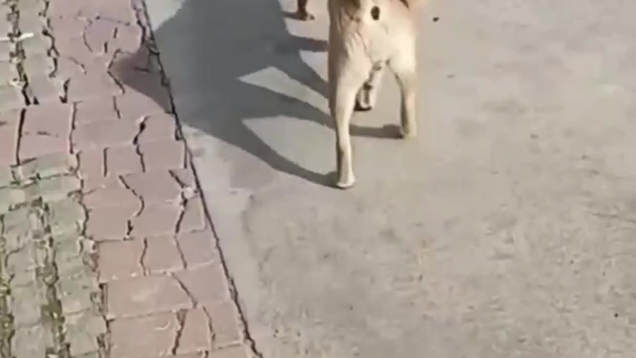 This Puppy Face Love problems