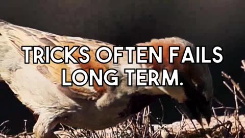 What Actually Stops Birds From Nesting On Your House