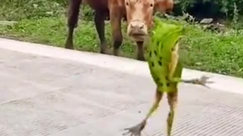 #crazyfrog#dance