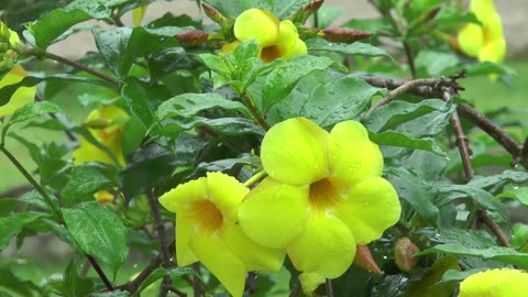 Cora Springs - Spring Rain