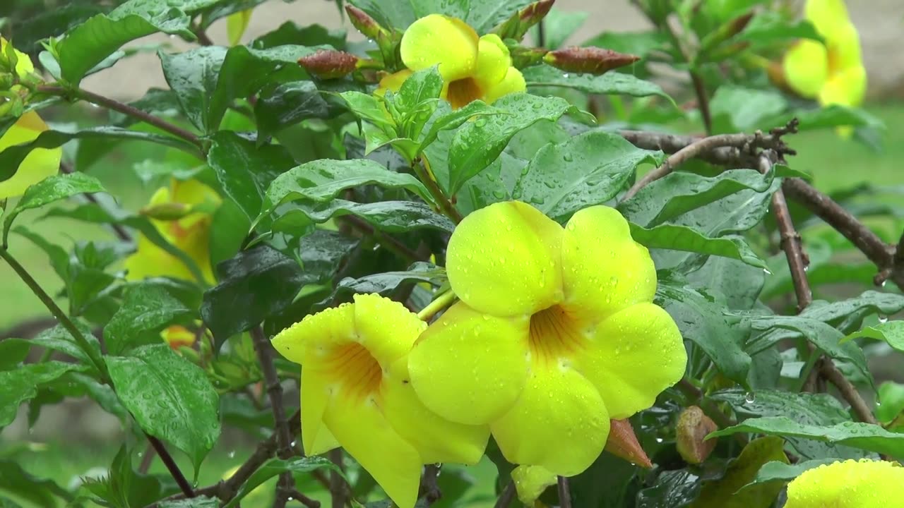 Cora Springs - Spring Rain