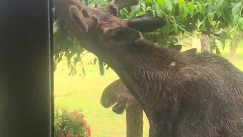 Young Moose Help Trim Tree