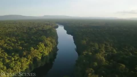 Animals of Amazon 4K - Wildlife in Amazon Jungle | Rainforest Sounds