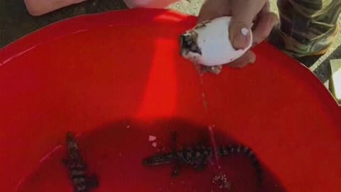 Baby crocodile is born