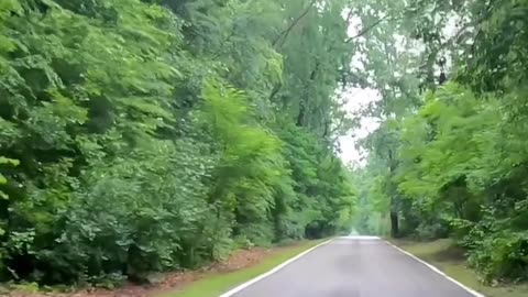 🌿 Serene Nature Drive Ambience | Relax & Unwind 🚗💨