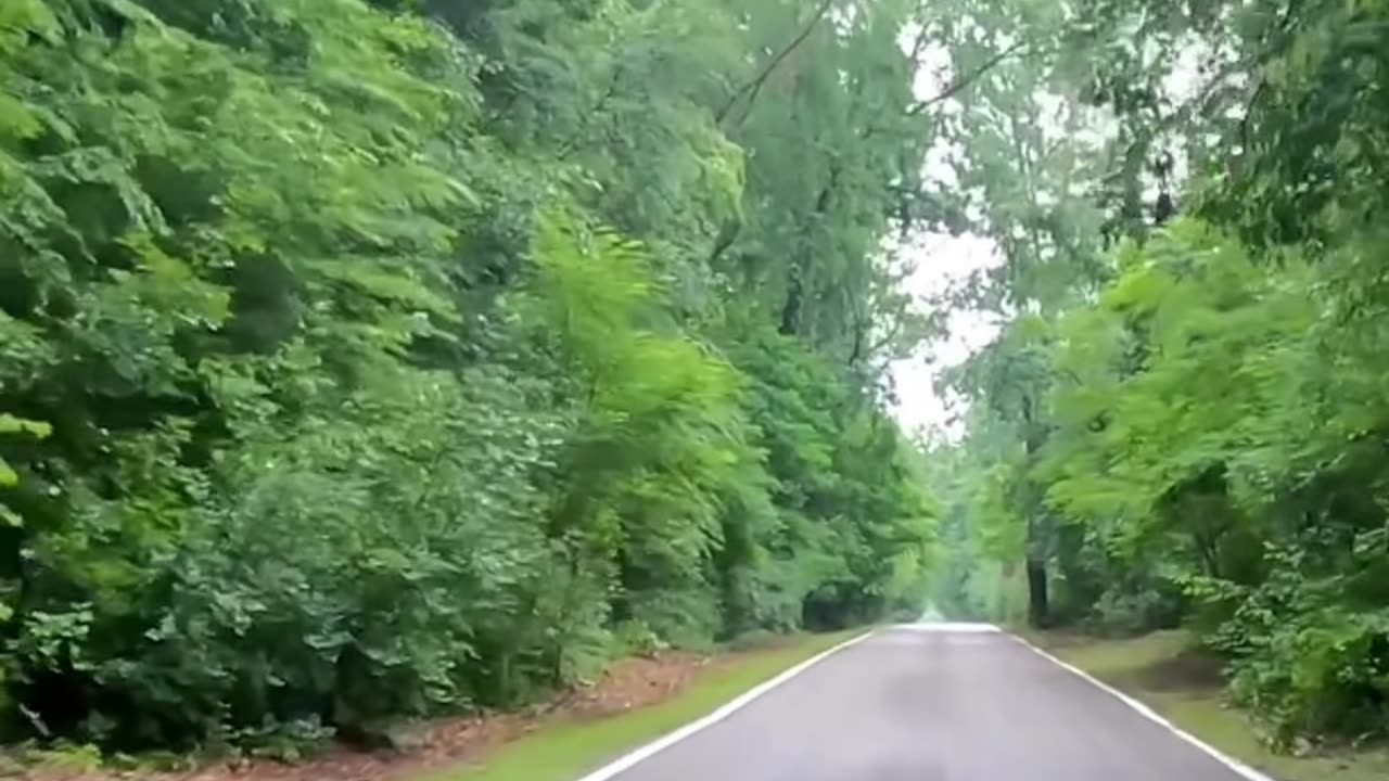 🌿 Serene Nature Drive Ambience | Relax & Unwind 🚗💨