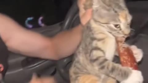 Cat Funny Video Compilation