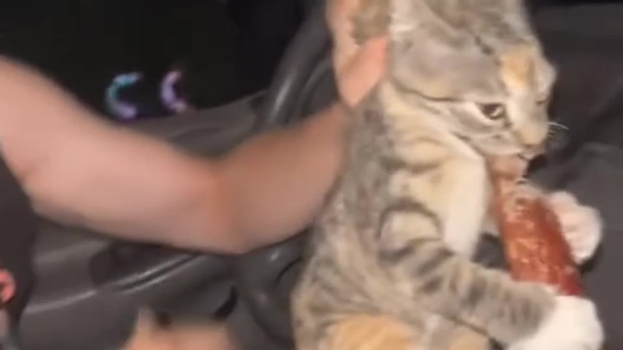 Cat Funny Video Compilation