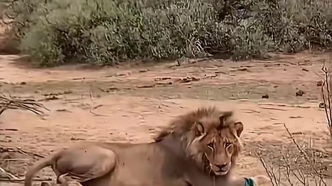 Feasting lions health show the savage beauty of nature