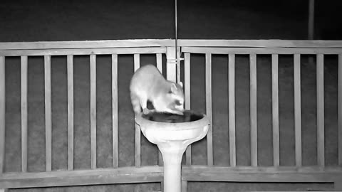 Dinner Time